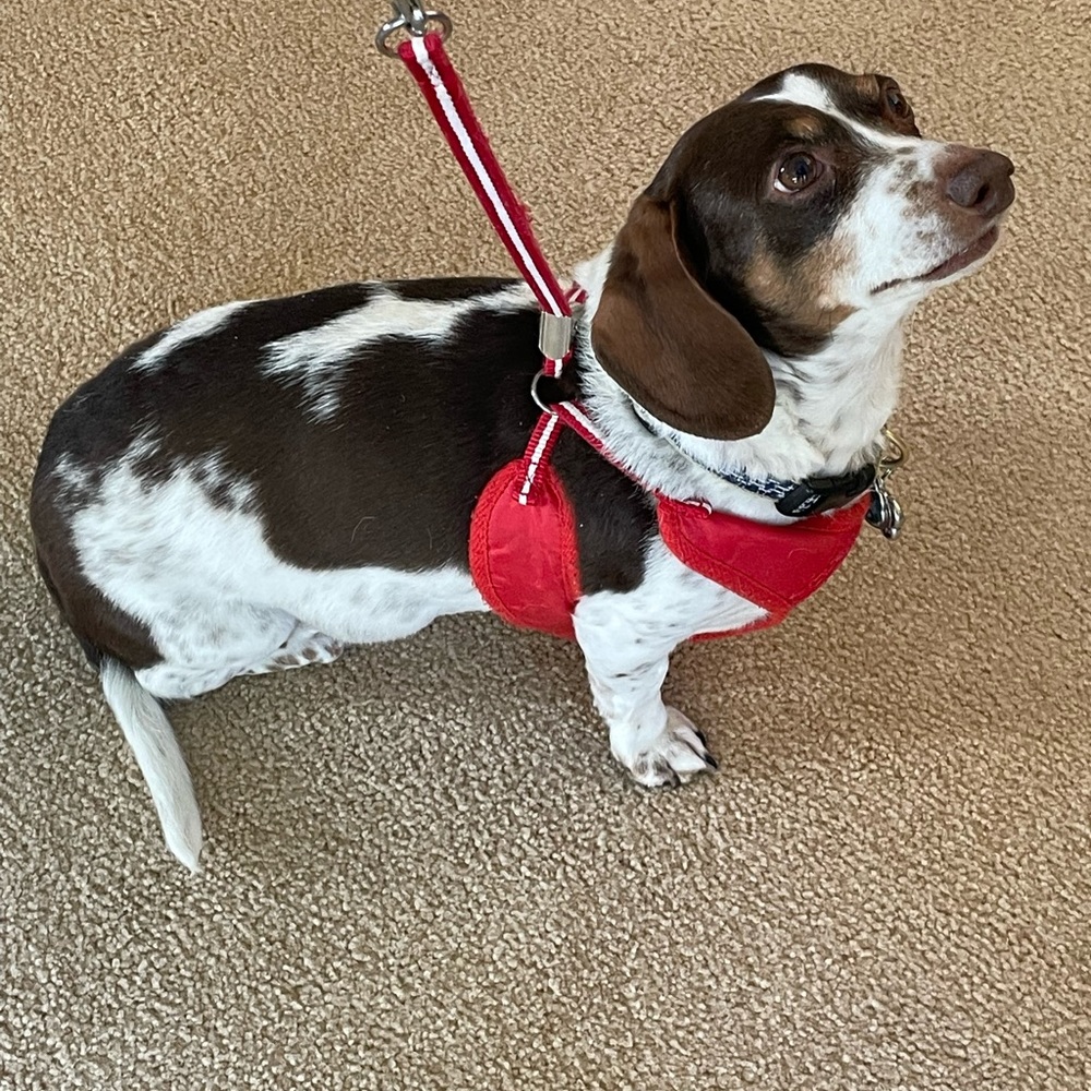 Dogo Easy go harness and Leash set. Size Large. - Picture 6 of 7